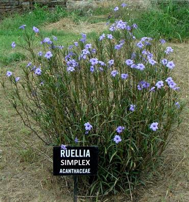 Ruellia simplex